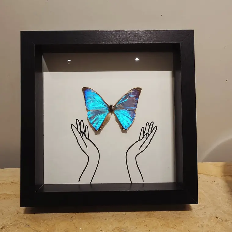 فراشة مورفو زرقاء فوق رسم يدين في إطار أسود