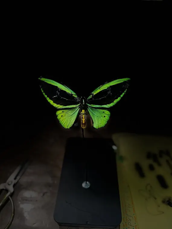 فراشة Ornithoptera خضراء على خلفية داكنة